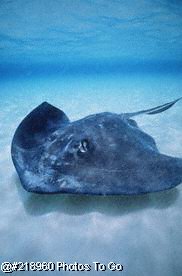 Southern stingray in shallow water